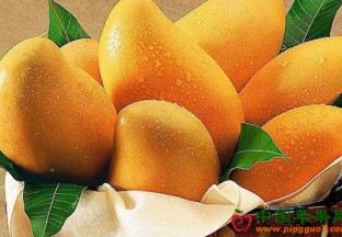 山东济南：百色芒果推介会召开 ()