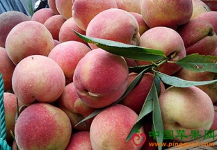 福建福安：穆阳水蜜桃24小时直达 ()