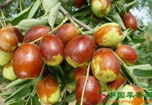 四川泸州：脆甜枣种成致富果 ()