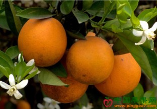 湖北秭归县：夏橙产业研讨会召开 ()