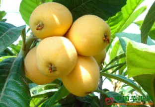 上海：地产优质果品实现直销 ()