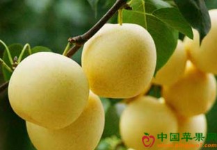 安徽黄山：甘棠镇雪梨丰收 ()