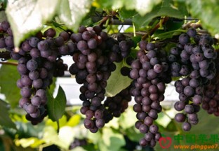 安徽凤阳：总铺镇鲜果飘香 ()