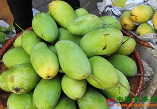 云南丽江：丽江华坪芒果文化节即将开幕 ()