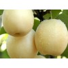 15076731803新鲜皇冠梨批发
