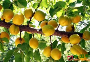 新疆库车：小白杏打“飞的”直达餐桌 ()