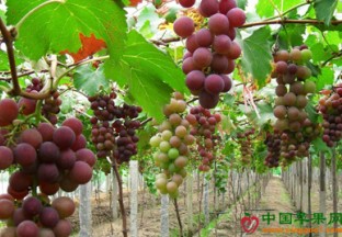 上海金山品牌葡萄获金奖 ()