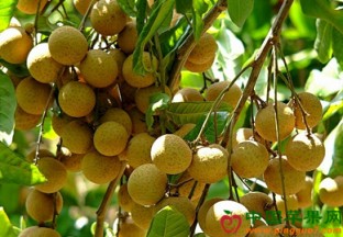 广东茂名：龙眼迎来大丰收 ()