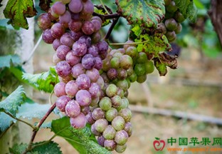 宁夏吴忠利通区飘香葡萄采摘忙 ()