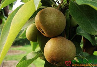 湖北宜昌：百里洲砂梨上市丰收 ()