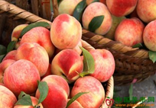 江苏盐都：小“萌桃” 闯出致富路 ()