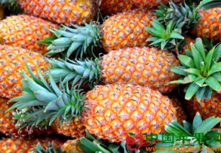 广东湛江：大力推动菠萝产业多元化发展 ()