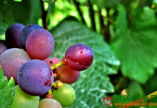 济南章丘区：葡萄产业助力百姓脱贫 ()