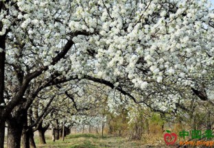 江苏宿迁市：梨园旅游文化带动地方产业升级 ()