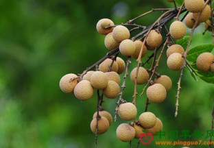 广东揭阳：龙眼价格遭遇“滑铁卢” ()