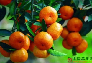 四川眉山：做大做强“中国晚熟柑橘之乡”品牌 ()