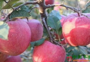 甘肃合水：苹果成功打进香港市场 ()