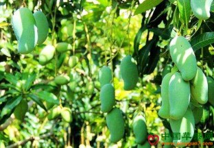 广西百色：芒果成百姓致富金元宝 ()