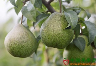 安徽黄山：鲜梨喜获丰收 ()