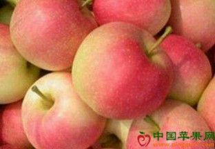 贵州长顺：嘎啦苹果抢鲜上市效益好 ()