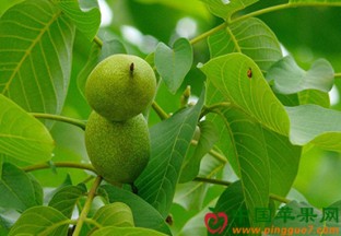 湖北省林科院核桃工程研发中心挂牌成立 ()