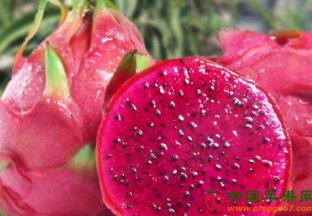 重庆云阳：红心火龙果即将上市 ()