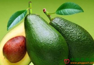 云南孟连:大力推进牛油果产业发展 ()