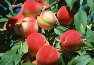 山东沂源：发展鲜桃成就财富 ()