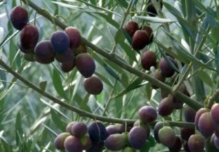 甘肃陇南：发展油橄榄产业 带动百姓脱贫致富 ()