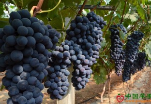 浙江缙云：双溪口乡“三色农业”帮助百姓致富 ()