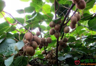 湖北启动猕猴桃产业发展项目 ()