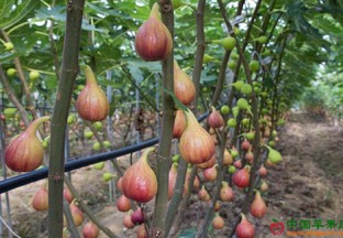 天津北辰区：采摘园里果飘香 ()