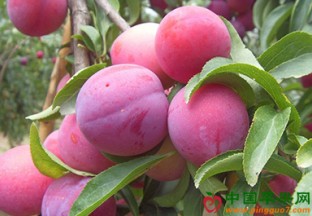 湖北宜昌：红李销售火热 ()