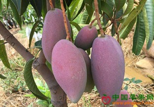 云南丽江：华坪芒果走红越南 ()