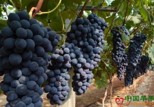 辽宁铁岭：葡萄丰收待客来 ()