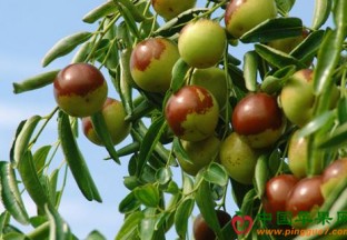 陕西大荔：冬枣化身金果果 ()