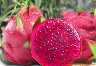 湖南草常德：坪镇火龙果火热上市 ()