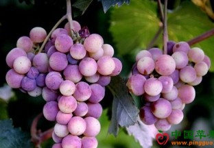 内蒙古：“乌海葡萄”品牌影响力日益凸显 ()