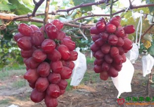 江苏南通：“浪漫”葡萄卖出高身价 ()