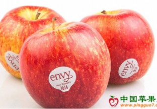 新西兰对中国苹果出口量大增 ()