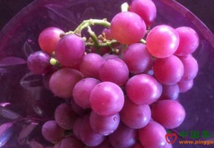 重庆奉节：葡萄丰收 助农增收 ()