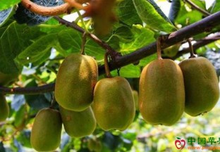 贵州关岭大坝村：猕猴桃带动百姓致富增收 ()