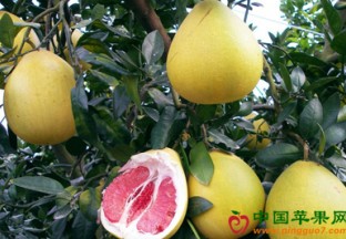 海南澄迈：无籽蜜柚采摘上市 ()