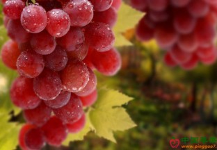 江西上栗：葡萄带动百姓增收致富 ()