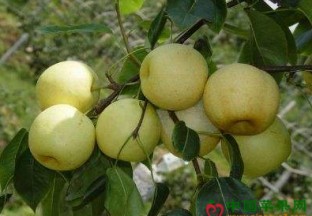 新疆额敏县：早熟梨丰收 ()