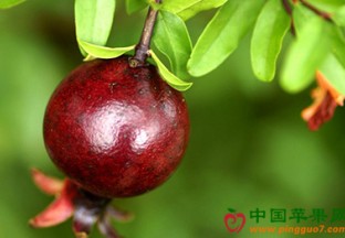 云南丽江：打造石榴优质品牌 ()