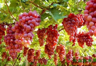 大连金普新区：葡萄采摘旺季开始 ()