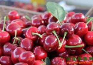 明年1月1日澳洲樱桃对华出口零关税 ()