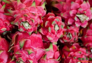 山东青岛：火龙果成熟待丰收 ()