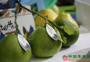 海南澄迈：无籽蜜柚出口加拿大 ()